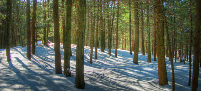 Catégories principales d'arbres